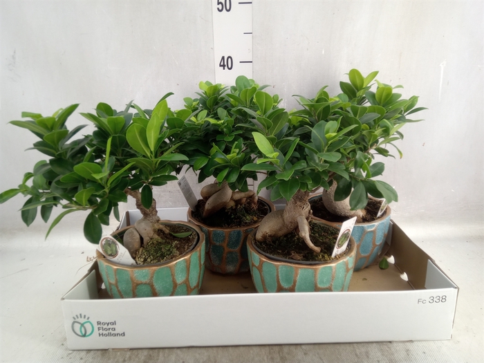 <h4>Ficus microcarpa 'Ginseng'</h4>