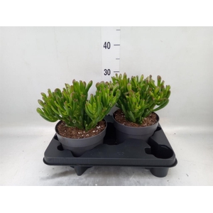 Crassula ovata 'Gollum'