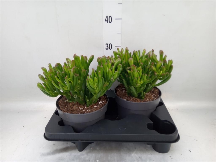<h4>Crassula ovata 'Gollum'</h4>