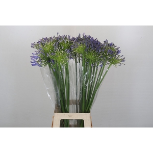 Agapanthus Mediterranee