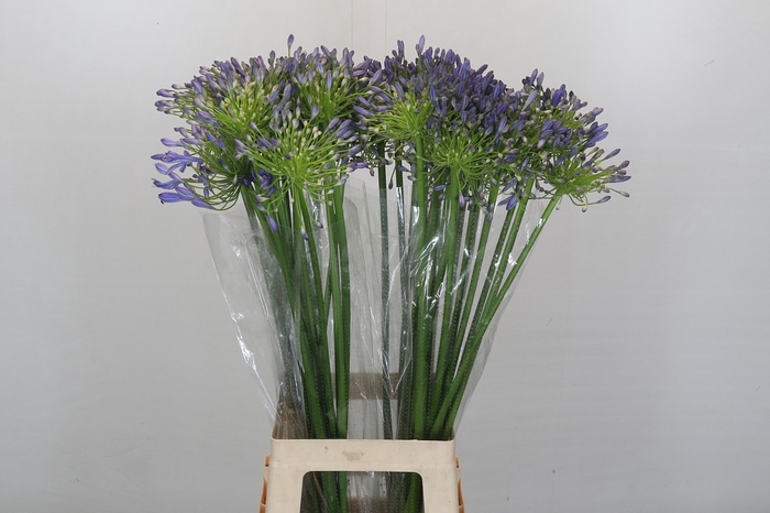 <h4>Agapanthus Mediterranee</h4>