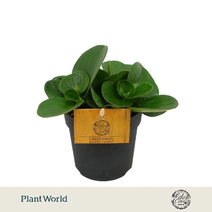 <h4>Peperomia Overig Obtipan Green Drops Eden BC</h4>