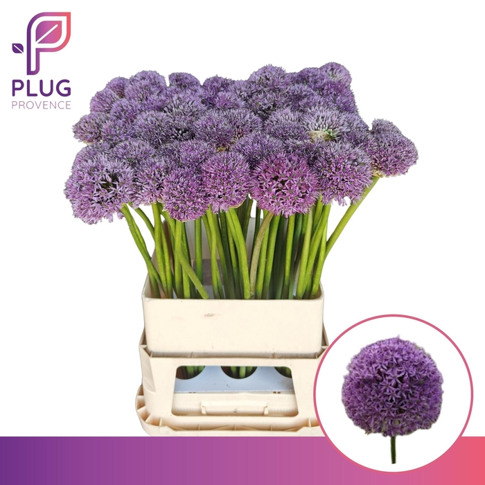 <h4>ALLIUM GLADIATOR</h4>