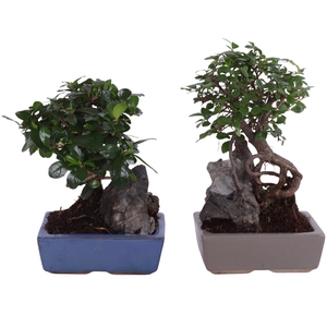 Bonsai Ball-Shape Mix with Rock in Ø15cm Ceramic