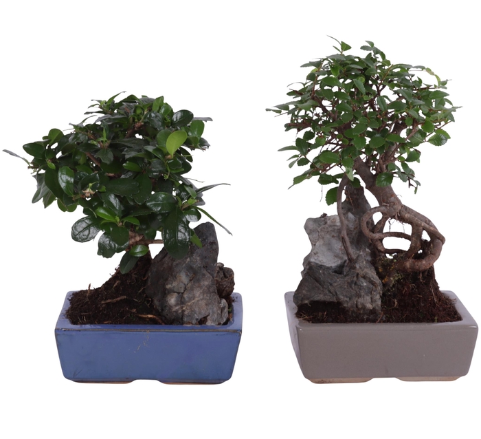 <h4>Bonsai Ball-Shape Mix with Rock in Ø15cm Ceramic</h4>
