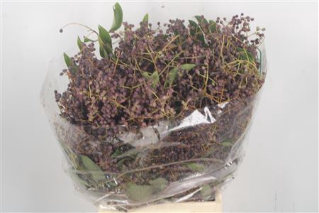 <h4>Liguster Black Per Bunch</h4>