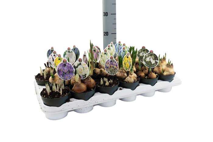 <h4>Bollenmix P9</h4>