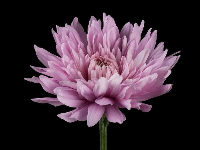 <h4>Chrys Petruska</h4>