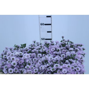 AST LILAS PLUS 050 CM MIN 20 GRAMAS
