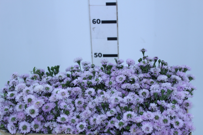 AST LILAS PLUS 050 CM MIN 20 GRAMAS