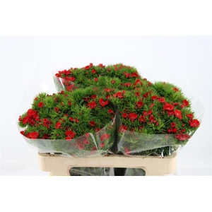 Di Barb Breanthus Amras Red