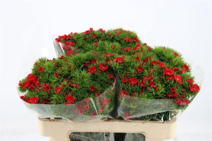 <h4>Di Barb Breanthus Amras Red</h4>