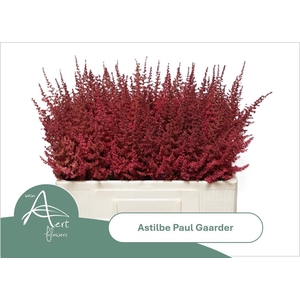 ASTIL AR PAUL GAARDE