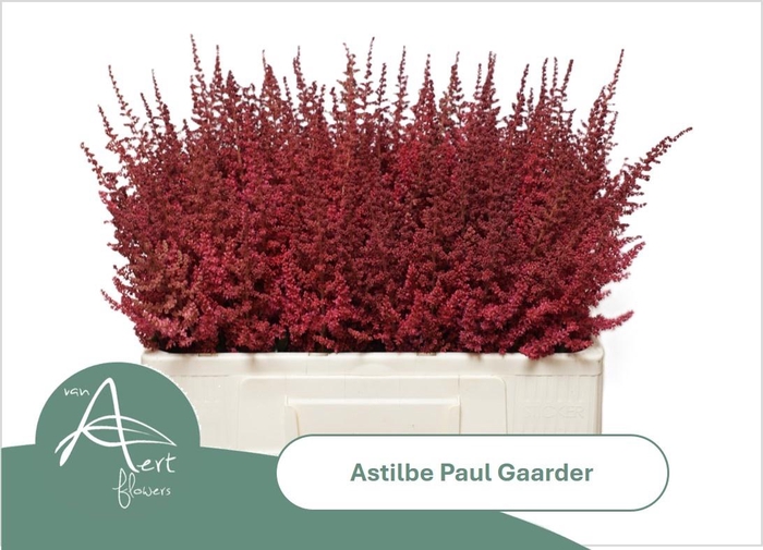 <h4>ASTIL AR PAUL GAARDE</h4>