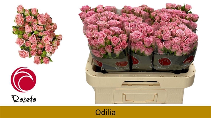 <h4>R Tr Odilia</h4>