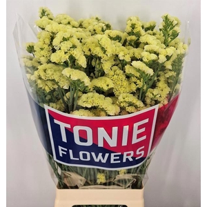 LIM S YELLO SUN BIRD