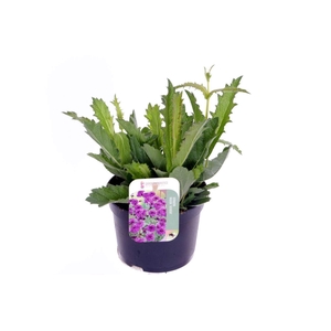 Verbena rigida Venosa