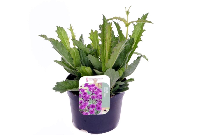 <h4>Verbena rigida Venosa</h4>