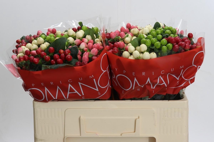 Hypericum Rainbow Romance