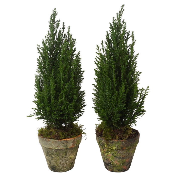 <h4>PTK25221 Ellwoodii in terracotta pot</h4>