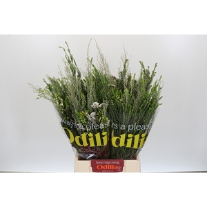 BQ Cape Greenmix