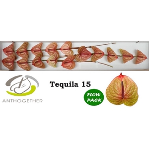 Anth A Tequila 7 cm X15 Flow Pack Oosterzon