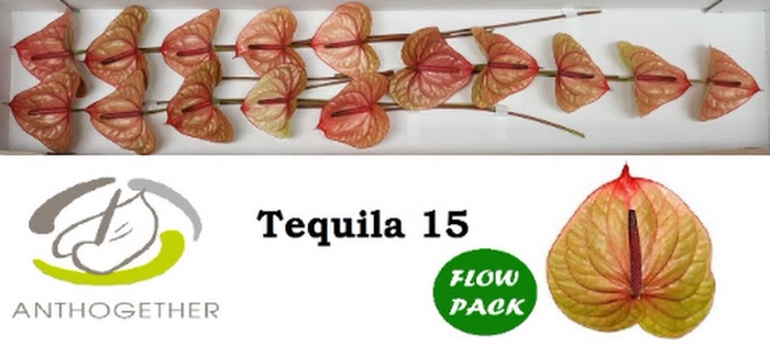 <h4>Anth A Tequila 7 cm X15 Flow Pack Oosterzon</h4>