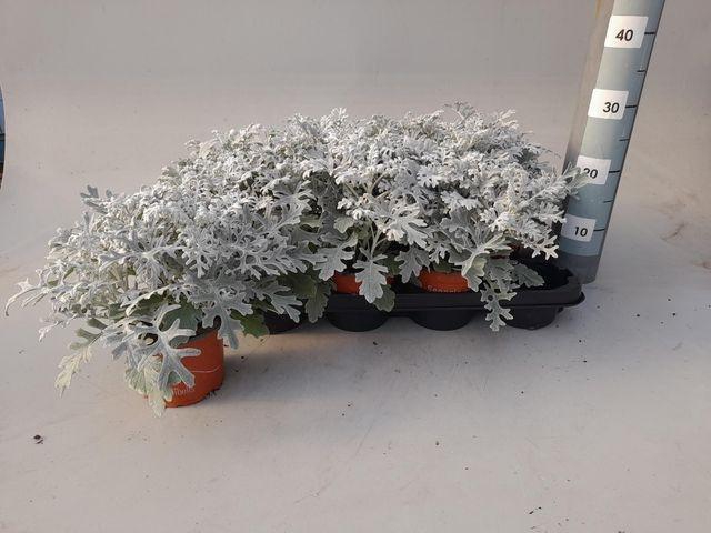 <h4>Jacobaea Maritima</h4>