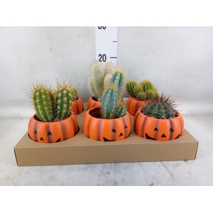 Cactus   ...