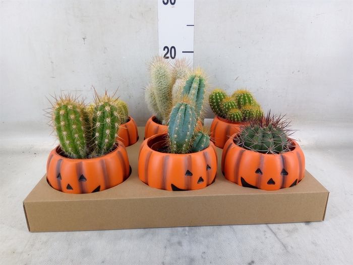 <h4>Cactus   ...</h4>