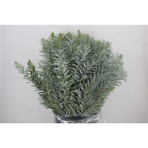 ACACIA BAILEYA BL BS