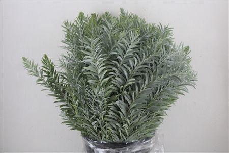 <h4>ACACIA BAILEYA BL BS</h4>