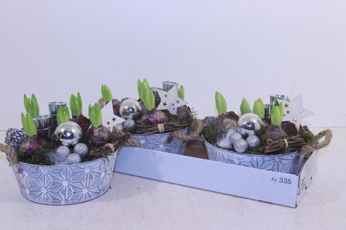 <h4>ARR HYACINTH</h4>