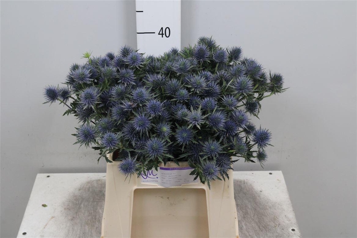 <h4>Eryn Magnetar Qstar</h4>