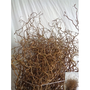 Corylus Av Contorta