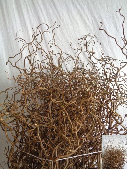 <h4>Corylus Av Contorta</h4>