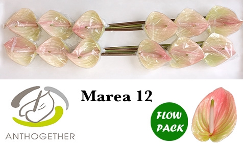 ANTH A MAREA 12 Flow Pack