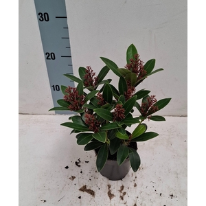 Rubella 10,5 cm 7-9 bloem