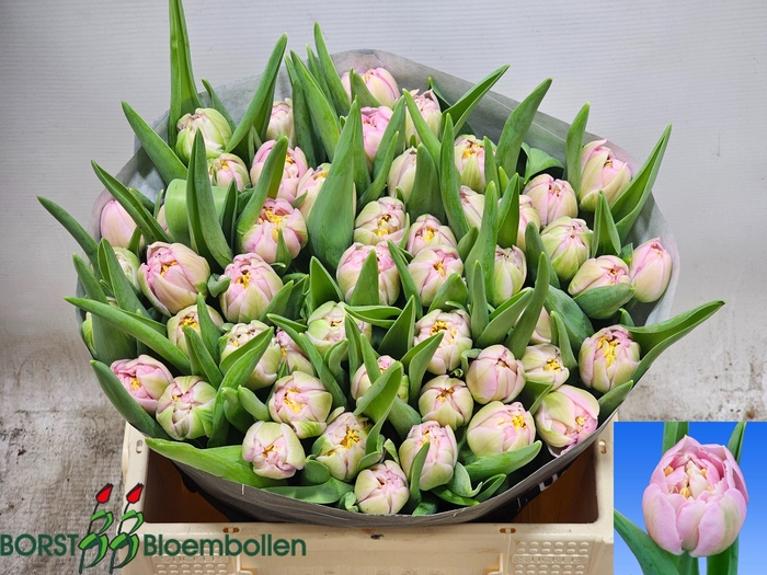 <h4>TU DU PESCARA</h4>