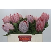 Protea Cynaroides