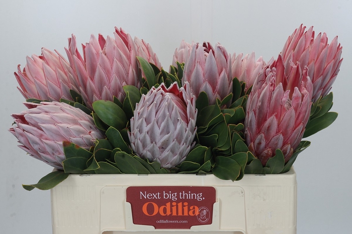 Protea Cynaroides