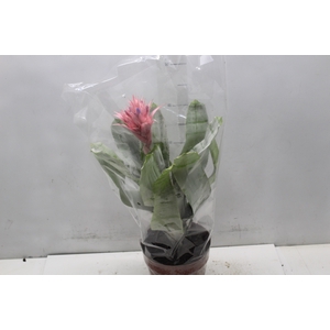 AECHMEA FASCIATA P17