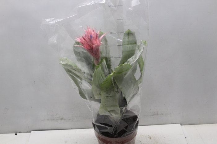 <h4>AECHMEA FASCIATA P17</h4>
