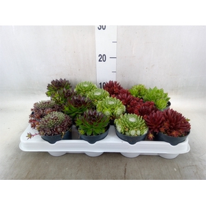 Sempervivum   ...