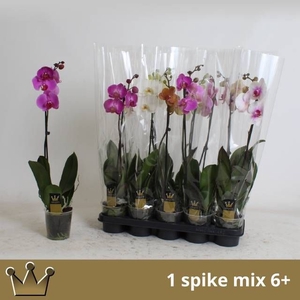 PHAL GEM 7 KL