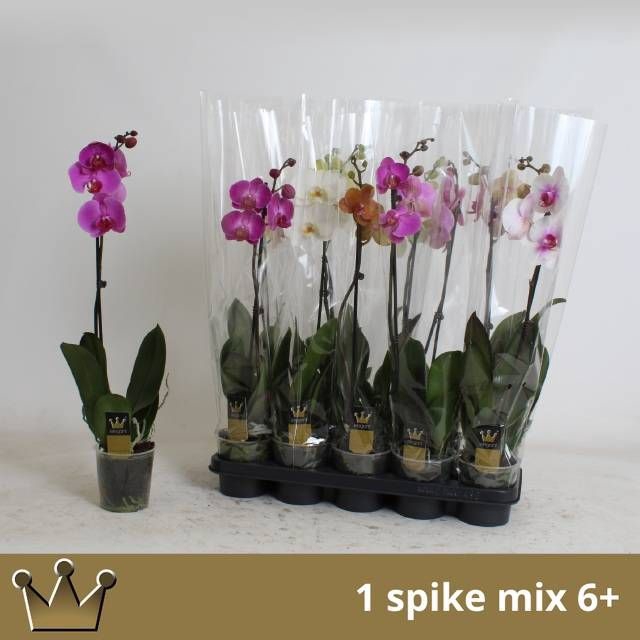 <h4>PHAL GEM 7 KL</h4>