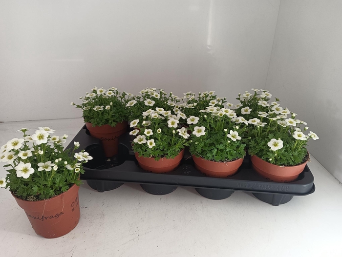 <h4>SAXIF AR ALP WHITE</h4>