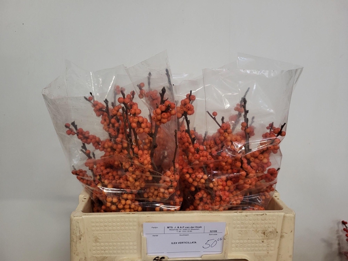 <h4>ILEX MAG DAYDREAM</h4>