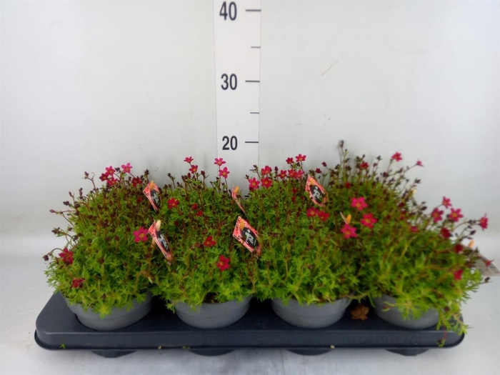 <h4>Saxifraga arend.</h4>