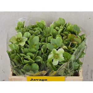 HELL FRK MOLLYS WHIT